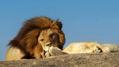 Serengueti: Parentesco