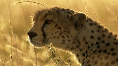 Serengueti: Parentesco