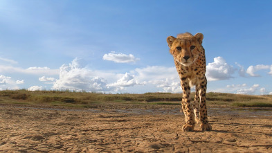 Serengueti: Presión