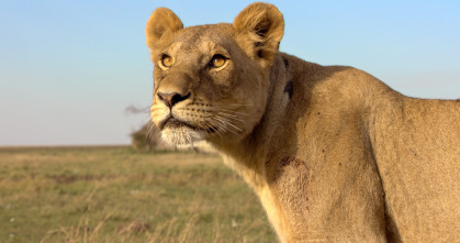 Serengueti: Recuperación