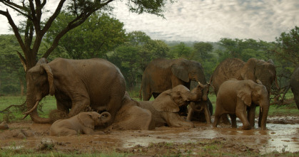 Serengueti: Recuperación