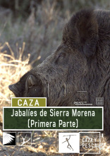 Imagen de Jabalíes de Sierra Morena, 1ª parte - 1