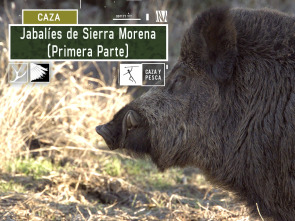 Imagen de Jabalíes de Sierra Morena, 1ª parte - 2