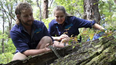 Australia: cazadores de serpientes - Pitón vs. Gatos