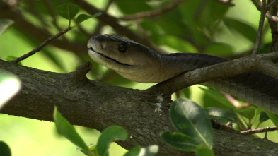 Imagen de Serpientes de leyenda: Mambas - 1