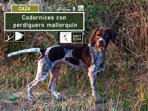 Codornices con perdiguero mallorquín