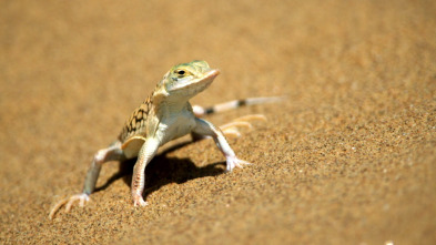 Imagen de Los depredadores más...: Asesinos en el desierto - 1