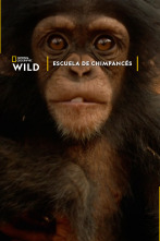 Imagen de Escuela de chimpancés - 1