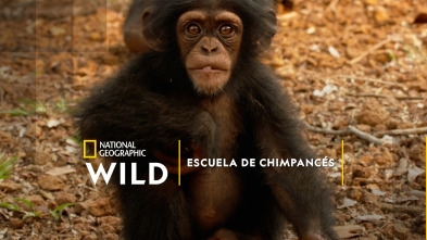 Imagen de Escuela de chimpancés - 2