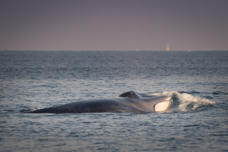 Atlántico Norte: el...: Buscando monstruos