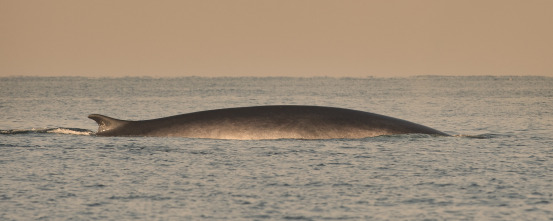 Atlántico Norte: el...: Buscando monstruos