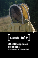 Espacio M+ (T1): 20.000 especies de abejas