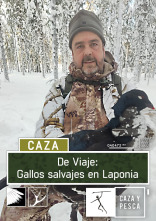 De viaje: Gallos salvajes en Laponia