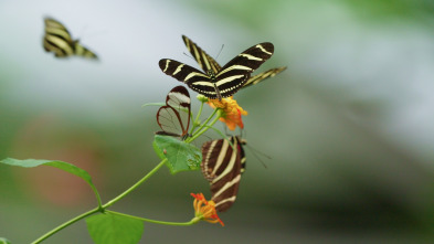 ELAleteo de las mariposas