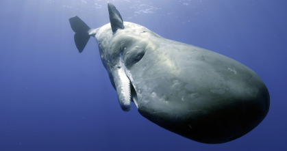 Imagen de Espiando en el océano: Pensamientos - 3