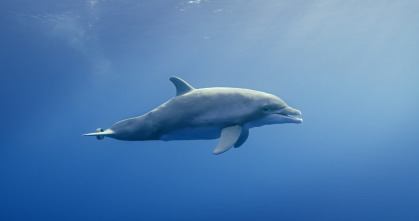 Imagen de Espiando en el océano: Sentimientos - 2