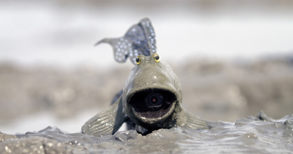 Imagen de Espiando en el océano: Sentimientos - 1