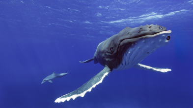 Imagen de Espiando en el océano: Sentimientos - 5