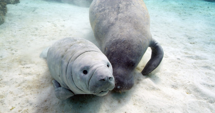 Imagen de Espiando en el océano: Sentimientos - 7