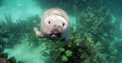 Imagen de Espiando en el océano: Sentimientos - 8