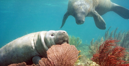 Imagen de Espiando en el océano: Sentimientos - 12