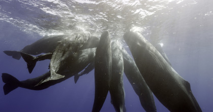 Imagen de Espiando en el océano: Pensamientos - 8