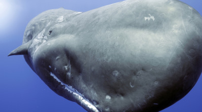 Imagen de Espiando en el océano: Pensamientos - 11