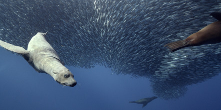 Imagen de Espiando en el océano: Pensamientos - 12