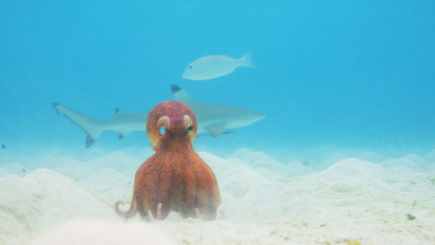 Imagen de Espiando en el océano: Pensamientos - 13