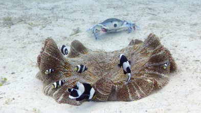 Imagen de Espiando en el océano: Pensamientos - 14