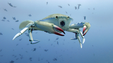 Imagen de Espiando en el océano: Pensamientos - 16