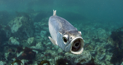 Imagen de Espiando en el océano: Problemas - 1