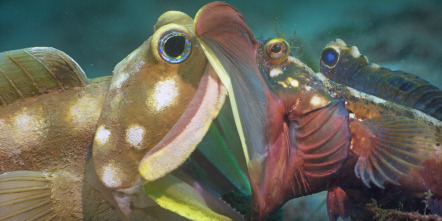 Imagen de Espiando en el océano: Problemas - 4