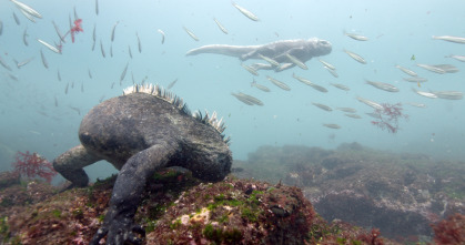Imagen de Espiando en el océano: Problemas - 7