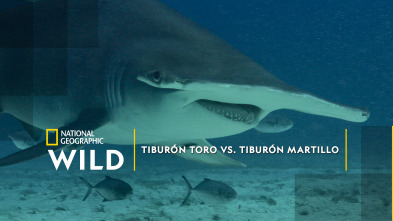 Imagen de Tiburón toro vs. tiburón martillo - 2