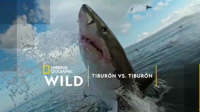 Imagen de Tiburón vs. tiburón - 2