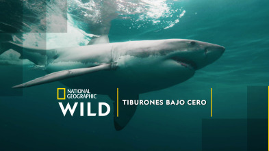 Imagen de Tiburones bajo cero - 2