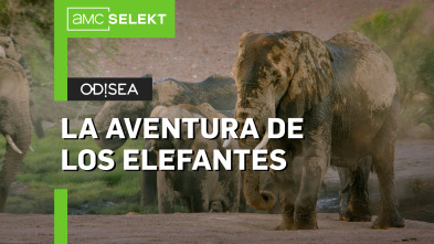 La aventura de los elefantes