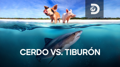 Imagen de Cerdo vs. tiburón - 2