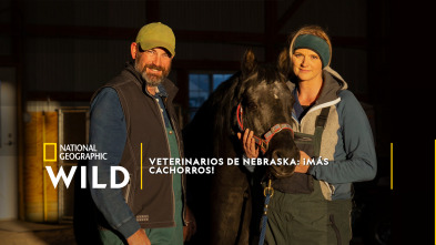 Imagen de Veterinarios de Nebraska: ¡Más cachorros! - 2
