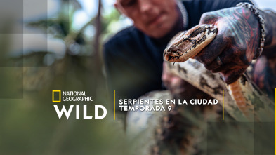Imagen de Serpientes en la ciudad  - 2