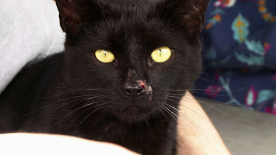 Imagen de El increíble doctor Pol: El Beagle hizo ¡Pop! - 1