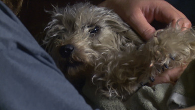 Imagen de El increíble doctor Pol: El Beagle hizo ¡Pop! - 2