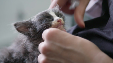 Imagen de Una veterinaria...: Como buscar un minino en un pajar - 1
