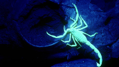 Misterios de la...: Luces nocturnas del escorpión