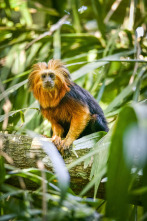 Imagen de Pequeños viajes animales: Supervivencia - 1