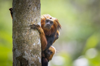 Imagen de Pequeños viajes animales: Supervivencia - 2