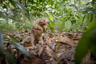 Imagen de Pequeños viajes animales: Supervivencia - 3