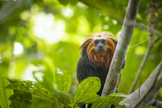 Imagen de Pequeños viajes animales: Supervivencia - 4