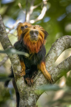 Imagen de Pequeños viajes animales: Supervivencia - 5